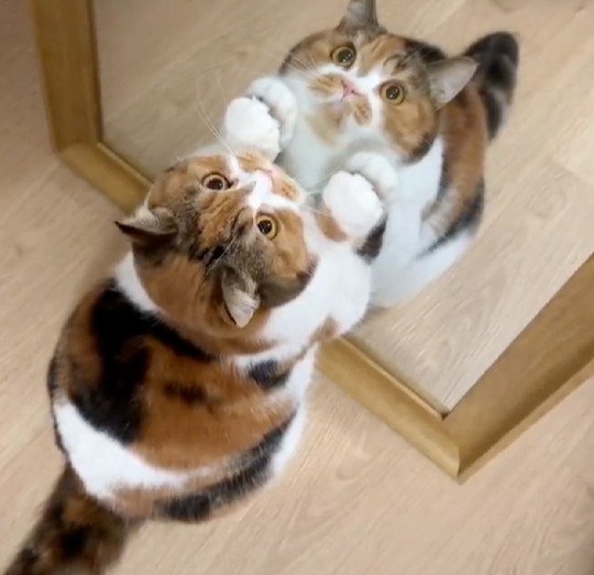 LISHUITENGYU's tweet photo. It touches the mirror, amazed that the cutie is actually itself
#KittyVibes #FurryBaby https://t.co/TPTqdDE9qV