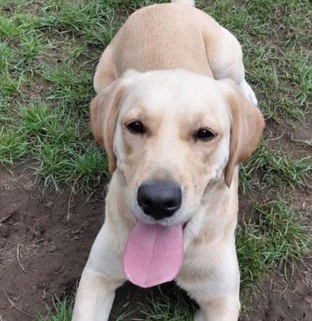 chorleyguidedog's tweet photo. A lovely yellow Labrador for today’s #TongueOutTuesday

#Chorley #GuideDogsUK #GuideDogs #GuideDogsForTheBlind https://t.co/Elzi97RdO2
