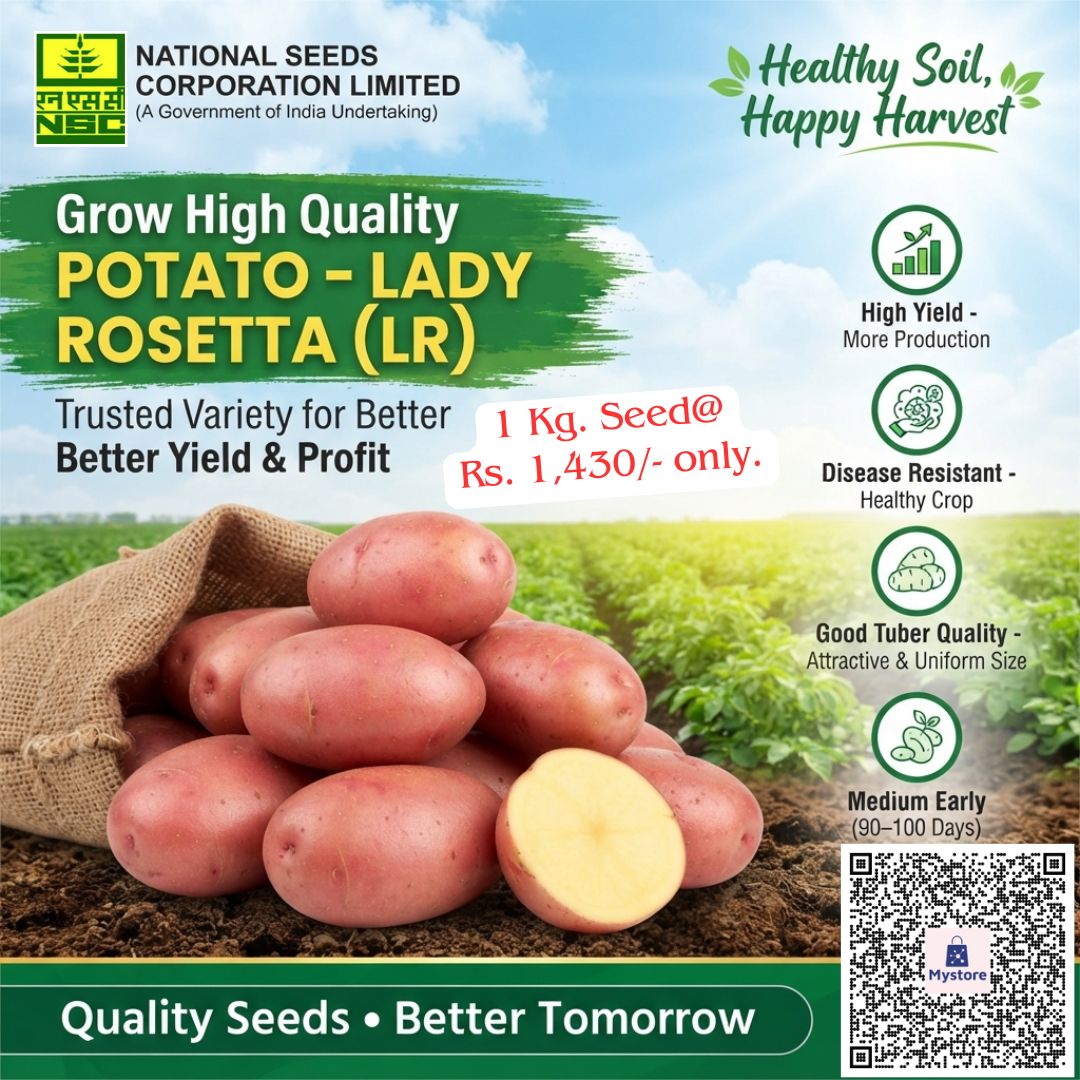 NSCLIMITED's tweet photo. 🥔Maximize your harvest and profit with Potato-Lady Rosetta (LR) seed tubers! Known for high yields, disease resistance, and uniform tuber quality.

Scan QR code to order 1 Kg seed pack@ just ₹1,430/-
Or just click on the link@ https://t.co/dVlUJF347j

#PotatoSeeds #LadyRosetta https://t.co/cVvgZUFcYA