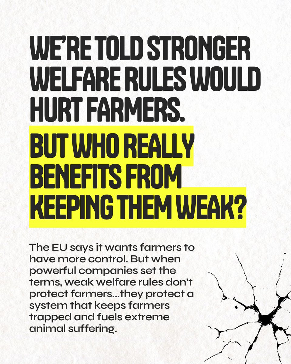Act4AnimalsEU's tweet photo. Stronger animal welfare rules would “hurt farmers”, we’re told. 

Yet a new investigation exposes who holds the power in Europe’s chicken industry: https://t.co/y8LwL1Qe0K 

15 companies account for almost half the EU market. Only one is farmer-owned.

The story doesn’t hold up. The EU must act. 

#ForwardforAnimals @EU_Commission @CHansen_EU