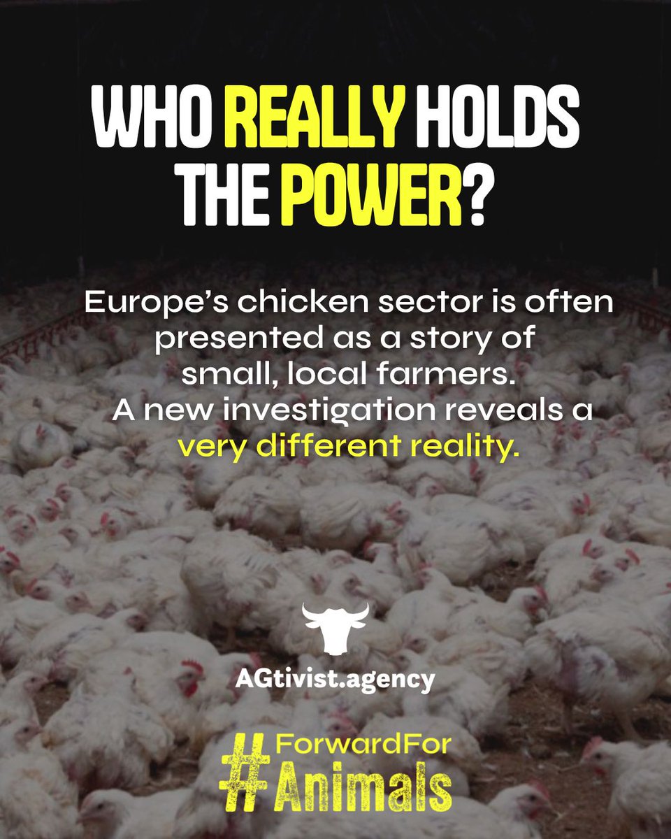 Act4AnimalsEU's tweet photo. Stronger animal welfare rules would “hurt farmers”, we’re told. 

Yet a new investigation exposes who holds the power in Europe’s chicken industry: https://t.co/y8LwL1Qe0K 

15 companies account for almost half the EU market. Only one is farmer-owned.

The story doesn’t hold up. The EU must act. 

#ForwardforAnimals @EU_Commission @CHansen_EU
