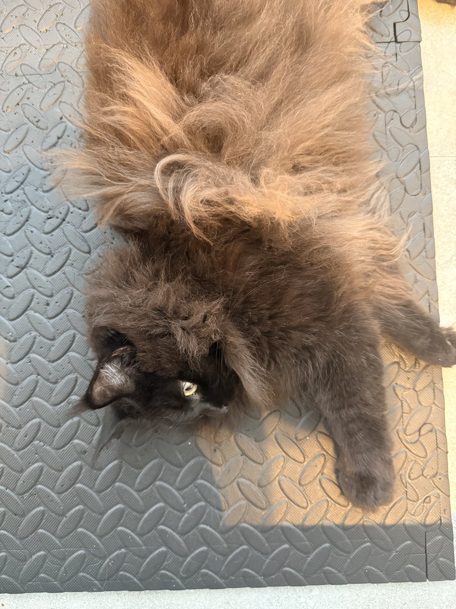 n0usagi108's tweet photo. マット穴あきまくりなのはこの子がここでしか遊ばないからです。爪が引っかかって遊びやすいのかな。15分みっちり遊んで疲れさせた妹です。兄が骨折で遊んでくれないから遊んで要求が強い。 https://t.co/OdcSp17Cyk