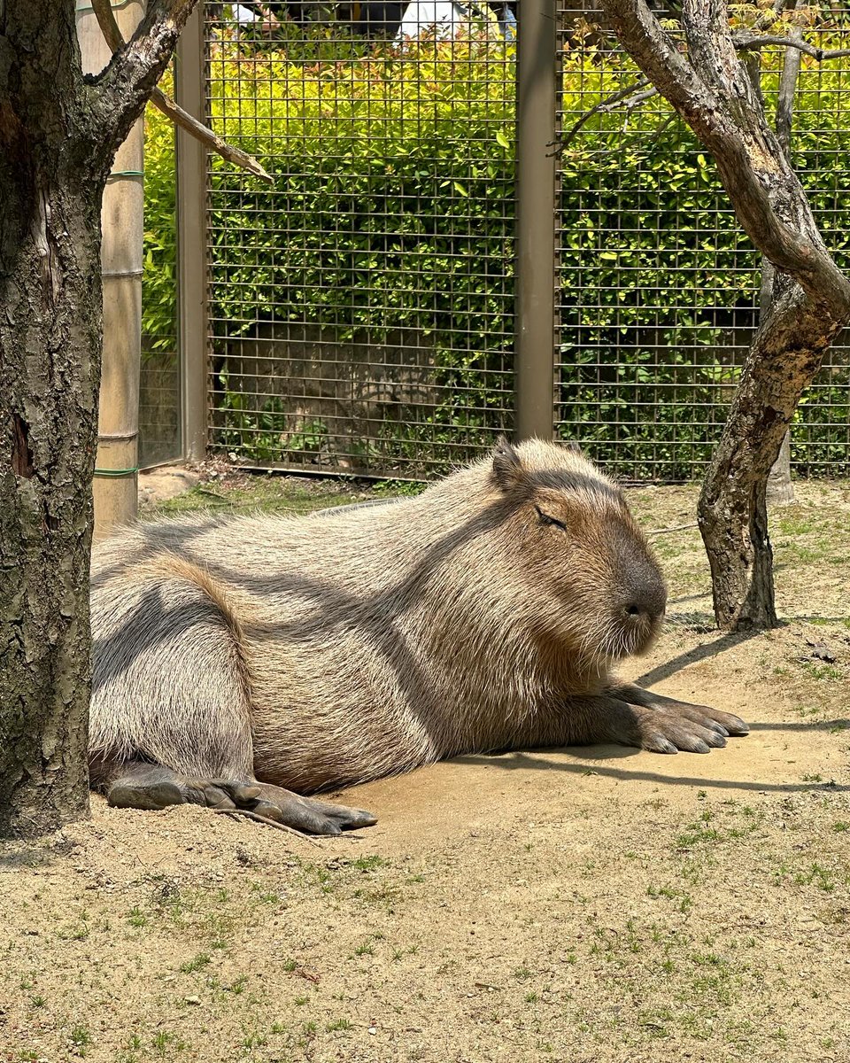 PokPacettivv's tweet photo. 波紋が消えていくのをただ眺める。理由なんてなくていい。ただ呼吸を繰り返すだけで、少しだけ世界が軽くなる気もする。 https://t.co/vlaiGRJyiY