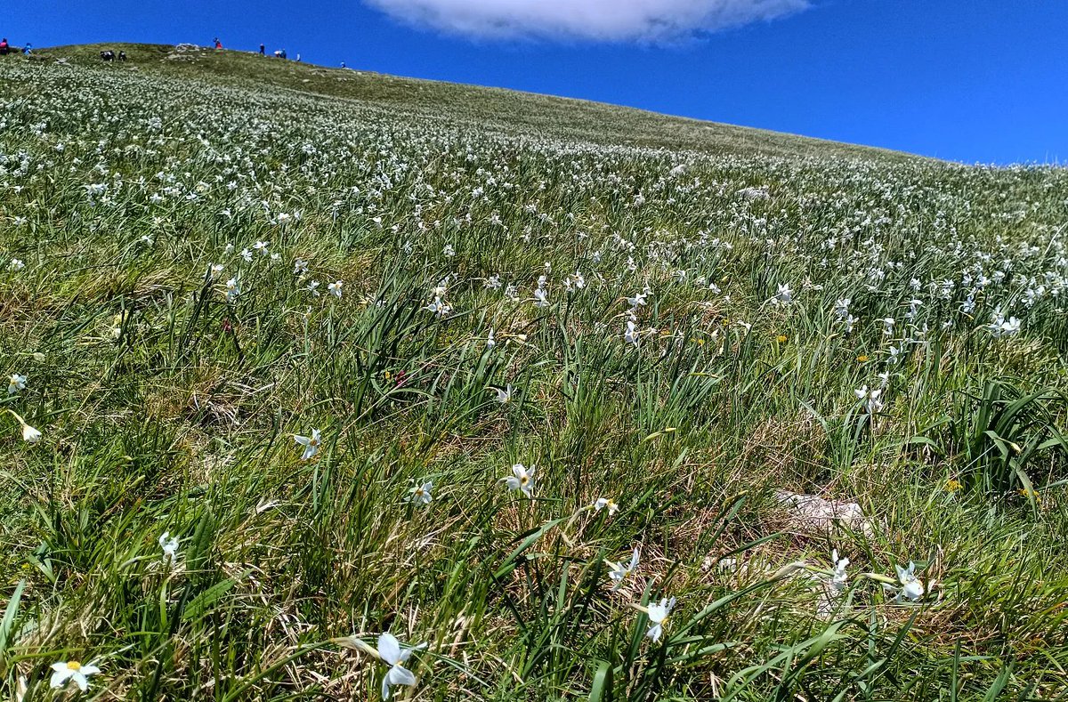 JunioVava's tweet photo. Lo spettacolo che ogni maggio si ripete🤍♥️🤍... #giunchiglie #montecroce #tappetodifiori #camminare #walking #hiking #trekking #travel #travelinside #travelphotography #viaggiare #wanderlust #goodmorningworld https://t.co/1EPBRfYbZJ