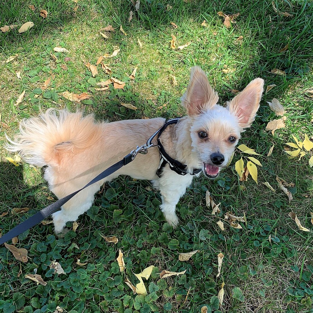 markolukac's tweet photo. Na današnji dan: Svjetski dan srca (29.9.).

Šetnja sa psom = više kretanja, manje stresa — mali ritual za tebe i za njega 🐕❤️

K-9 Professional super premium — https://t.co/i0Ba15SUUg

#psi #SvjetskiDanSrca #WorldHeartDay #K9Hrvatska https://t.co/6evM5ToX7O