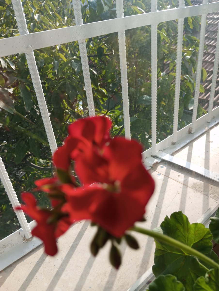 ShaErkan84064's tweet photo. Bir çürümenin ortasında 
Utancımıza tutunmuş 
İyi şeyler düşünerek 
Yaşamaya çalışıyoruz.

Şükrü Erbaş... https://t.co/DCMI3Vxloc