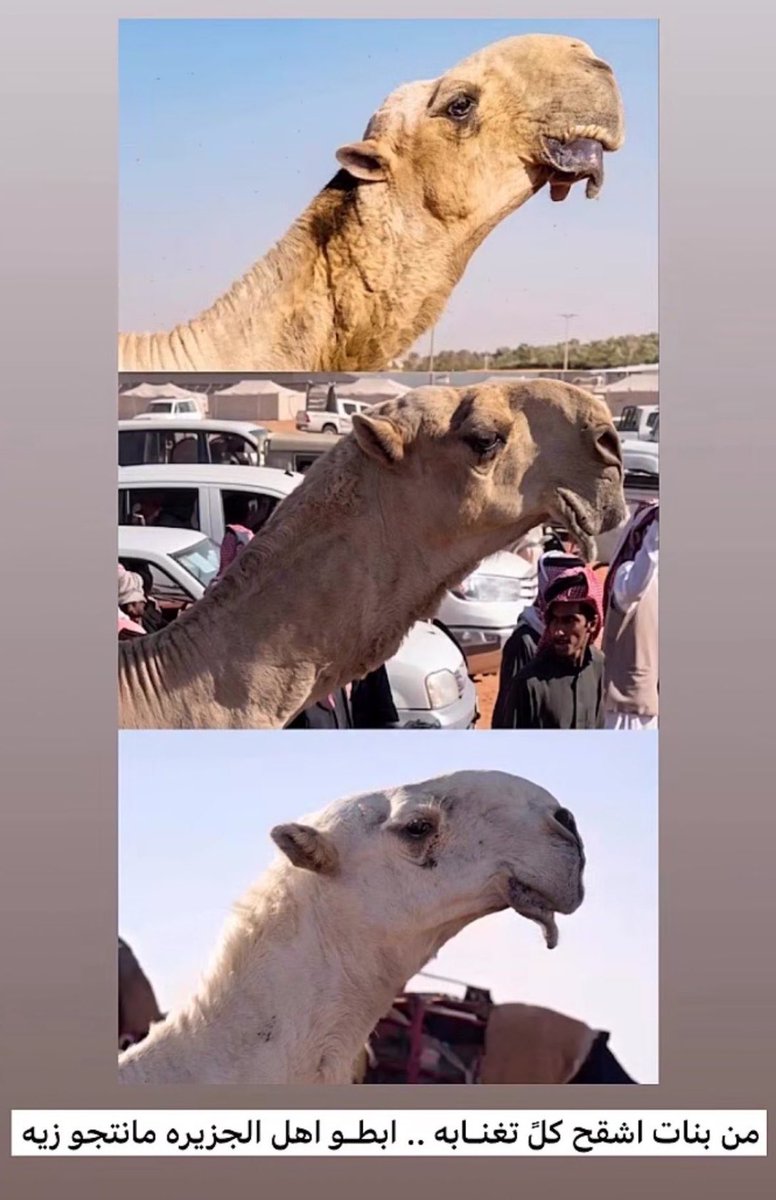 Ox3mash's tweet photo. @NAS__N9 حماره ��ايعرفون الناقه ، صوغه الراس وحده 
ولا بعير الحيسوني متى جاب له فرديه 🤣🤣🤣 https://t.co/K7Ngw50a0D