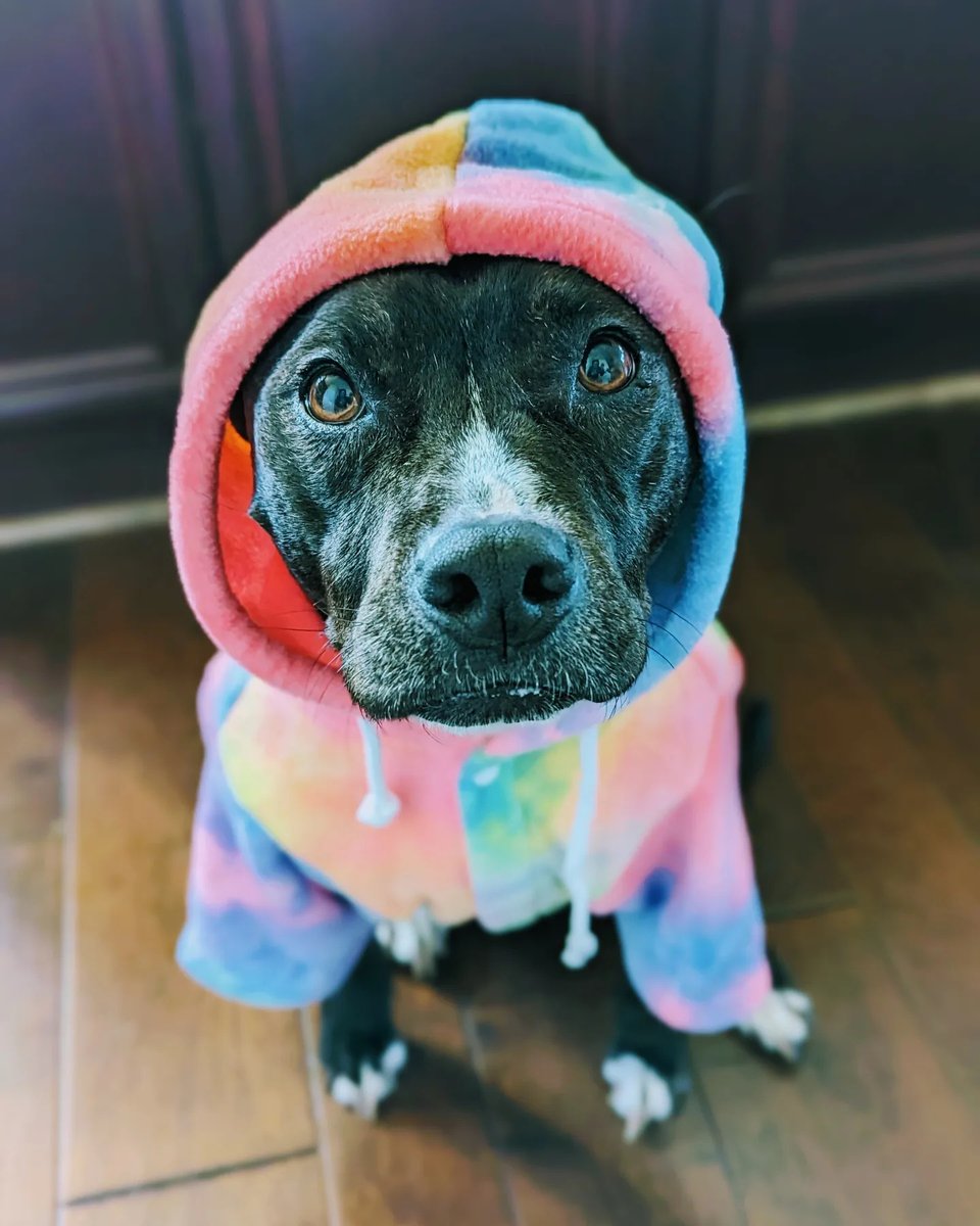 nedson1's tweet photo. Spicey would like to apply to be one of @snoopdogg's sidekicks. #spiceypiericecakes #pittie #pittiemom #dogmom #puppylove #adoptdontshop #rescuedog #fosterfail #mybestgirl #dogsofinstagram https://t.co/7TvFe0tyi8