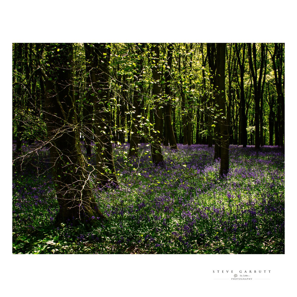 tchucaaplaysson's tweet photo. Badbury Clump, May 2024. #shotoncanon
#canonexploreroflight
#canoncreator
#canonusa
#canonuk
#landscape
#travel
#sunset
#colours
#landscapephotography
#mycanonstory
#canoneos
#canoncameras
#mycanonstory
#woodlandphotography
#oxfordshire
#nopeople https://t.co/F54ph2ne6s