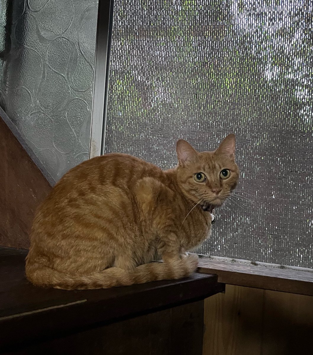 ponrin0830's tweet photo. 夕方のニャルソック🫡
曇ってるから暗くなるの早いな〜
#猫好きさんと繋がりたい
#猫のいる暮らし https://t.co/PmNAZ4qdf9