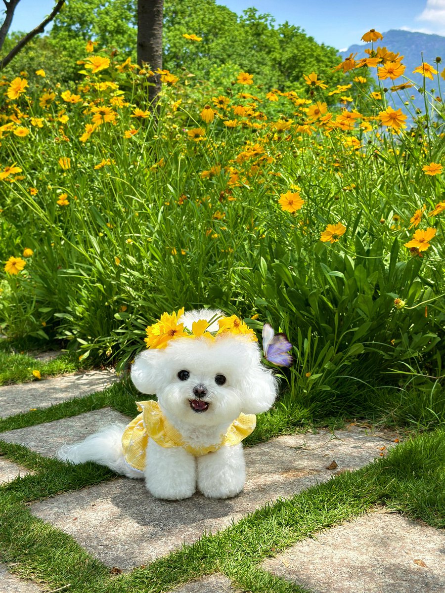 weidaowu's tweet photo. A puppy wearing flowers, pretty for all lifetimes���#puppy#cute https://t.co/ccRh2aMOp0