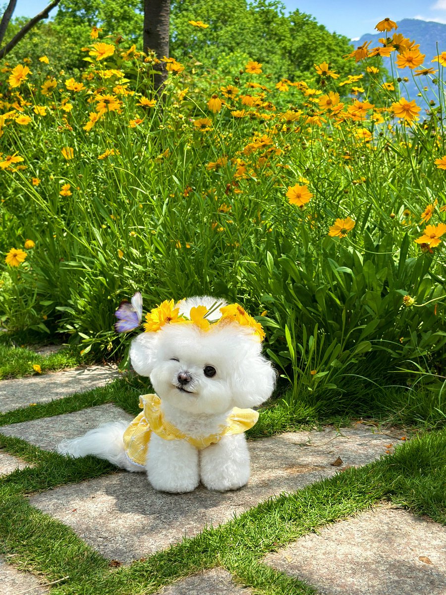 weidaowu's tweet photo. A puppy wearing flowers, pretty for all lifetimes���#puppy#cute https://t.co/ccRh2aMOp0