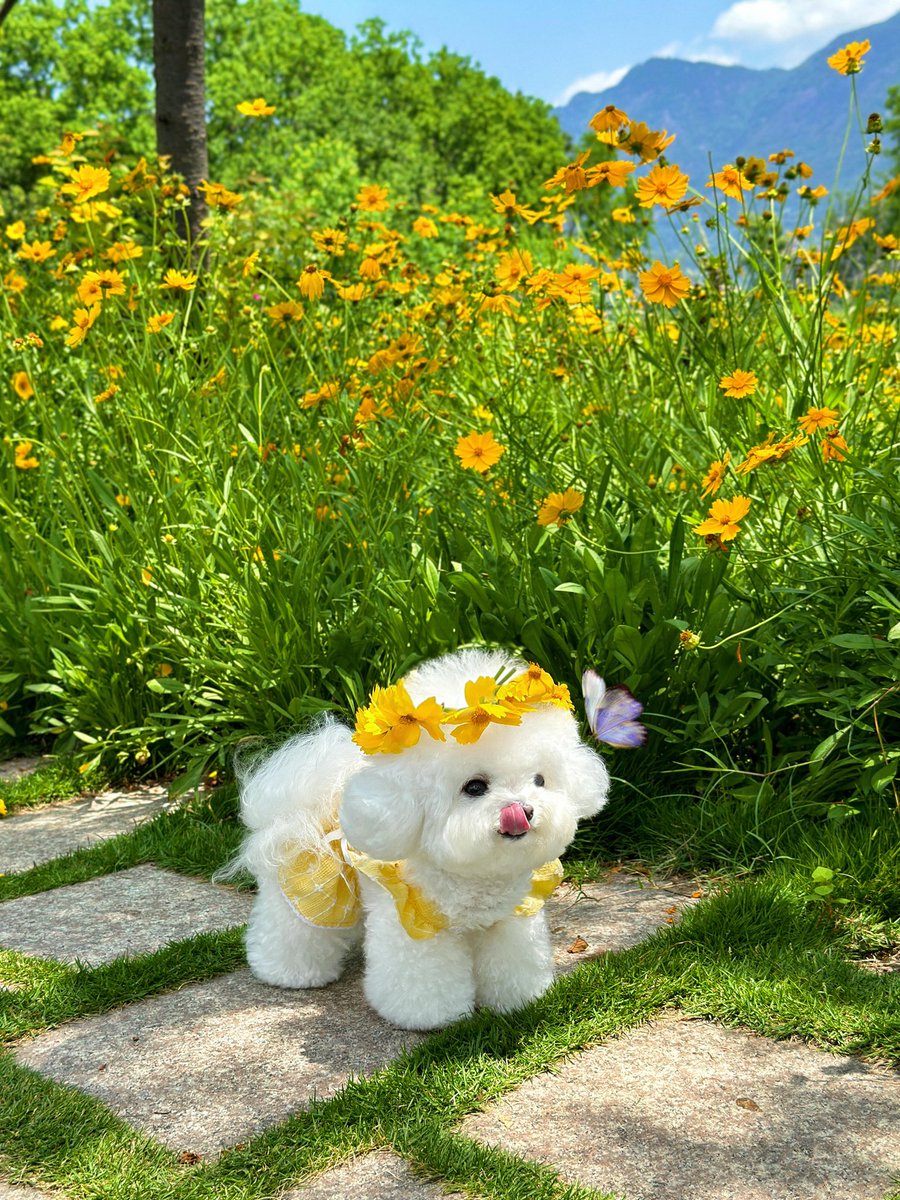 weidaowu's tweet photo. A puppy wearing flowers, pretty for all lifetimes���#puppy#cute https://t.co/ccRh2aMOp0