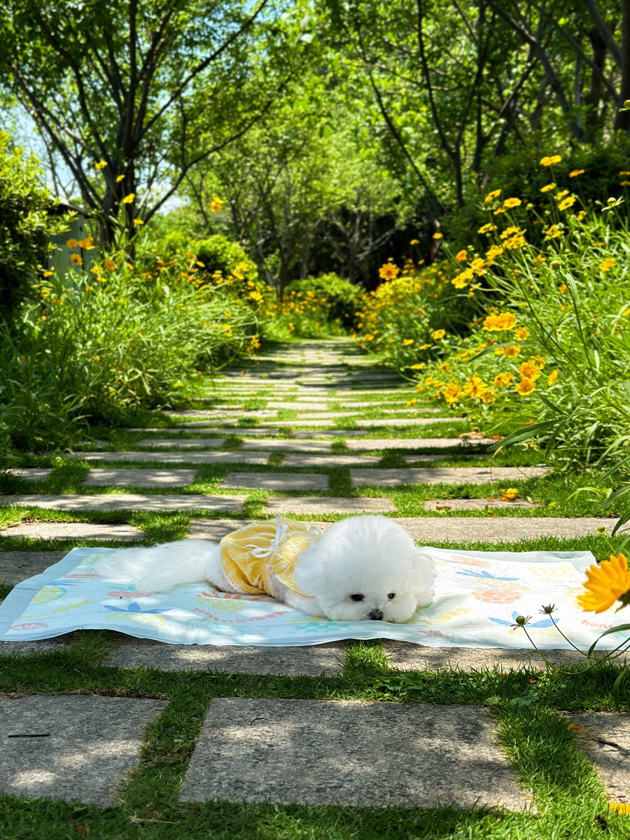 weidaowu's tweet photo. A puppy wearing flowers, pretty for all lifetimes���#puppy#cute https://t.co/ccRh2aMOp0