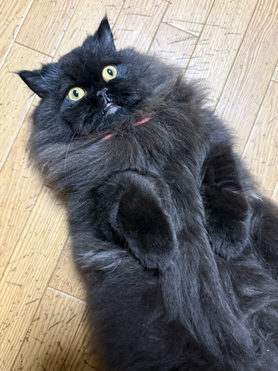 kmnrid_w's tweet photo. どう考えても猫がだらしなく腹出してひっくり返っていられる平和な世界がいいに決まってるよな

#猫を泣かせる政治はいらない https://t.co/EreTJnKWIr