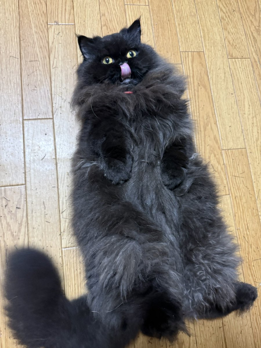 kmnrid_w's tweet photo. どう考えても猫がだらしなく腹出してひっくり返っていられる平和な世界がいいに決まってるよな

#猫を泣かせる政治はいらない https://t.co/EreTJnKWIr
