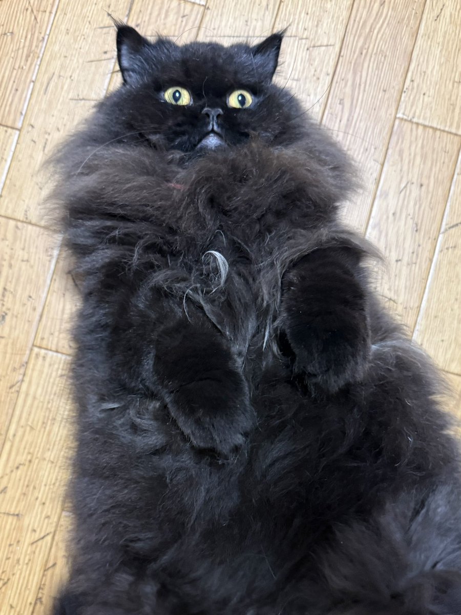 kmnrid_w's tweet photo. どう考えても猫がだらしなく腹出してひっくり返っていられる平和な世界がいいに決まってるよな

#猫を泣かせる政治はいらない https://t.co/EreTJnKWIr