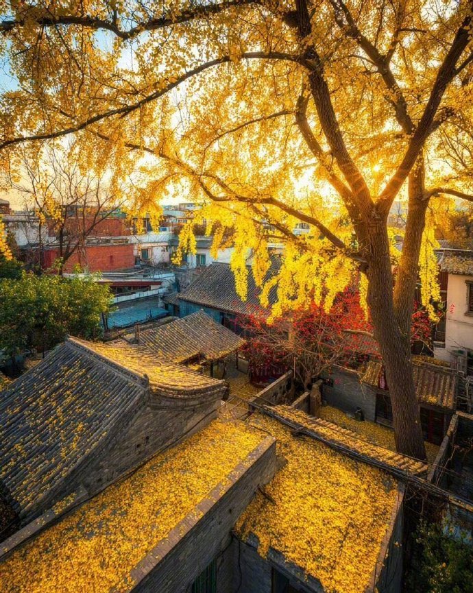 LilyYou19843343's tweet photo. The hutongs lock in Beijing's autumn. https://t.co/ir5UnnxNjo