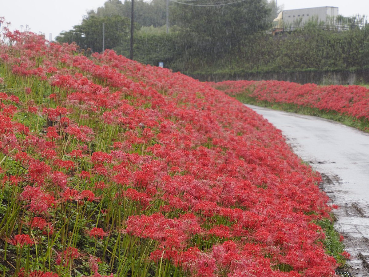 cctaz's tweet photo. 豊橋市、睦美の彼岸花を撮ってきました。雨中での撮影になったのでOM-1+12-200とK-1Mk2+DFA100WR 
もう色あせた花も多かったですが、まだギリギリ見頃を保ってるかという感じでした 
#デレスポAR 
#岡崎泰葉 
#氏家むつみ https://t.co/XBKHZW1lwV