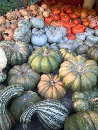 PatFurstenberg's tweet photo. Dusty grey, sea blue,
Cinderella or Rouge,
Jack-o-lantern, sunny one too,
Bright yellow smiling at you:
#Pumpkins are ready. Pick one. It's true:
If you pick under the Moon,
When fog kisses tree tops
and leaves are wet underfoot,
Your wish comes true! 

#Im4Ro #FairyTaleTuesday https://t.co/0niHoq7Qyr