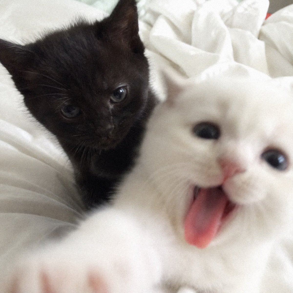 PostofcatsX's tweet photo. https://t.co/Q9dr6DxUWc