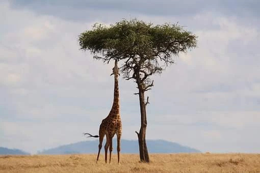 Guga_kuikui's tweet photo. ‘There is a language going on out during a Kenyan safari – the language of the wild. Roars, snorts, trumpets, squeals, whoops and chirps have meaning derived over eons of expression… are you yet to become fluent in the language – and music – of https://t.co/MW2A83RdvK