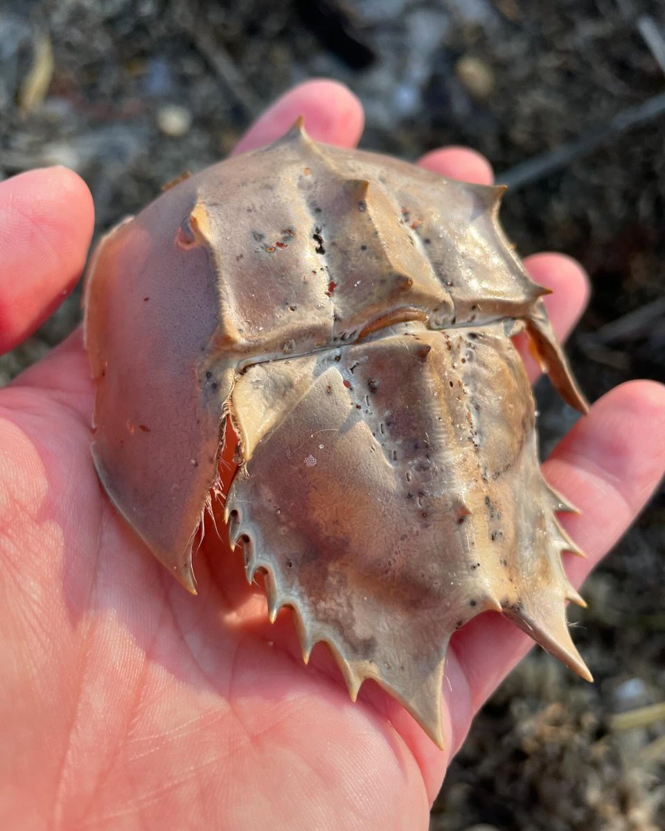 ewertoncai's tweet photo. Found this little #horseshoecrab carapace last time I visited Slaughter Beach in October. For some strange reason, I did not bring this home with me. I really don’t know what I was thinking. 🤔 😆... #carapace #crabshell #slaughterbeachde https://t.co/Ct409eOL7A