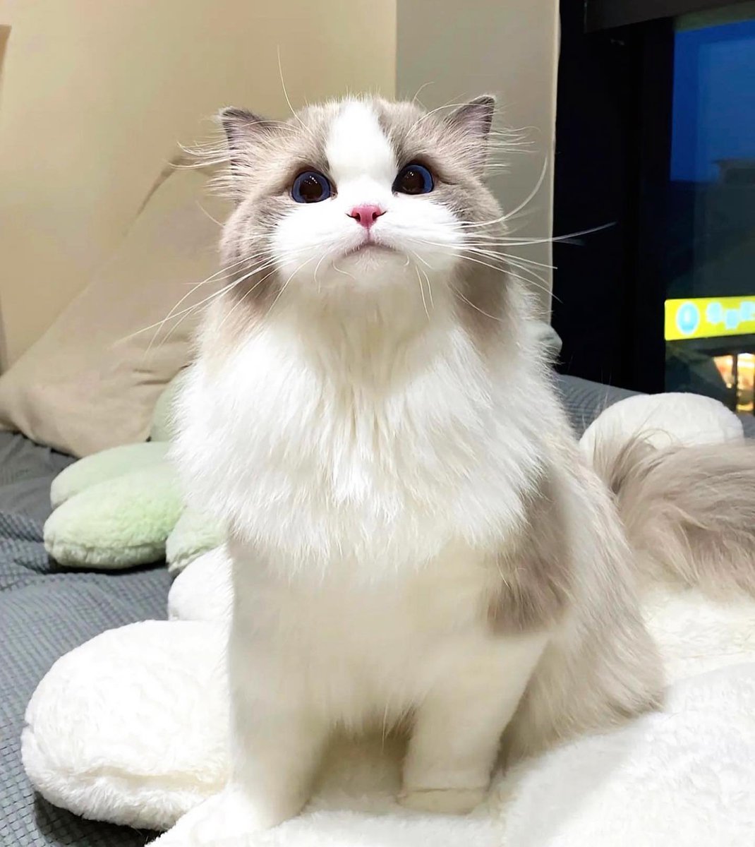 CatMoodDaily's tweet photo. https://t.co/mHI2FQRz2c