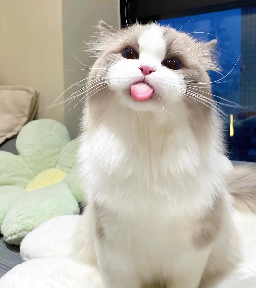 CatMoodDaily's tweet photo. https://t.co/mHI2FQRz2c