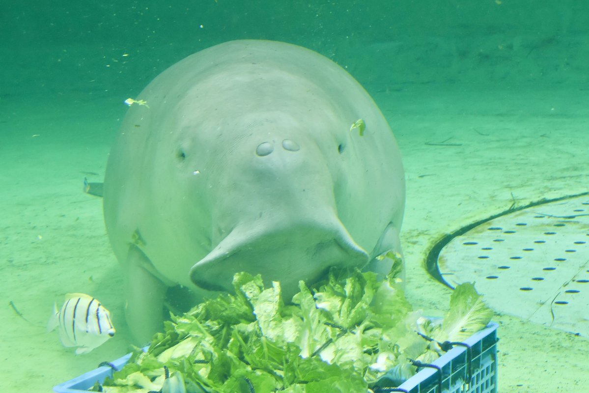 odoru__sushi's tweet photo. この顔 かわいすぎる
#鳥羽水族館 #ジュゴン https://t.co/oF1uXKVuZz