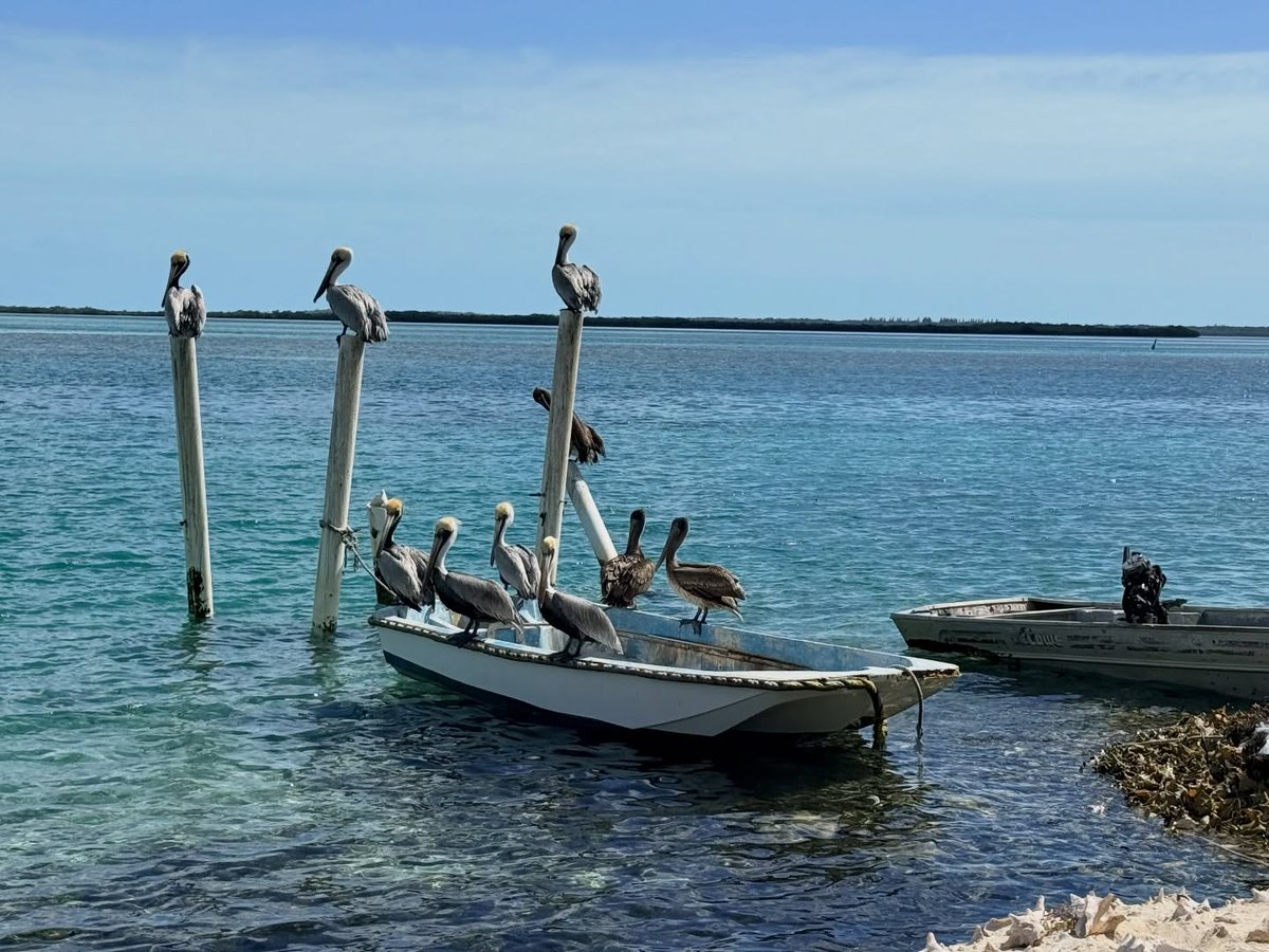 Mariakarolineps's tweet photo. When you didn’t reserve the boat but they did.. 📍Bimini, Bahamas 🇧🇸🏝️🚢⚓️🗺️📸

•
•
•
•
•
•
•
•
•
•
•
•
•
•
•
•
•
•
•
#nomadicbearventures #beautifuldestinations #travelgram #wanderlust #beach https://t.co/mVzWqPNbFN