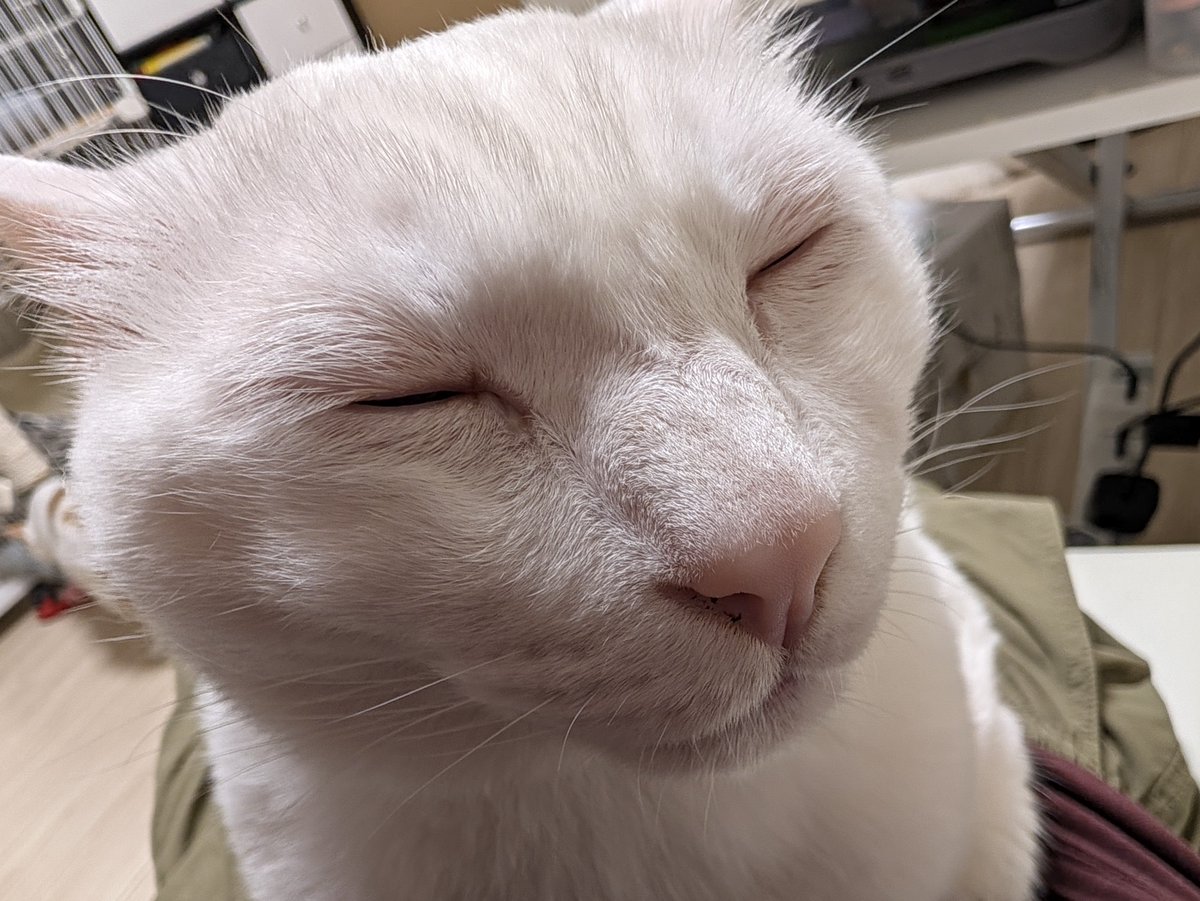 marony_boil's tweet photo. 今日朝からずっとはるたろがべったりでソファーに座る度に動きを封じられてたら腰が 腰が はるたろのしあわせと引き換えに私のたったひとつの腰が https://t.co/SkyvKZ8NXf