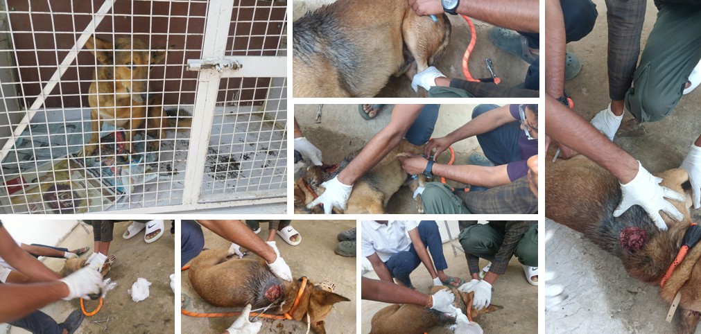 SDessFoundation's tweet photo. Photo of Sec 75, Darbaripur Village, Gurugram rescued by the team of Saturn Foundation. In the shelter, his full treatment was conducted. : Saturn Foundation, Gurugram https://t.co/CdThqYx7TW