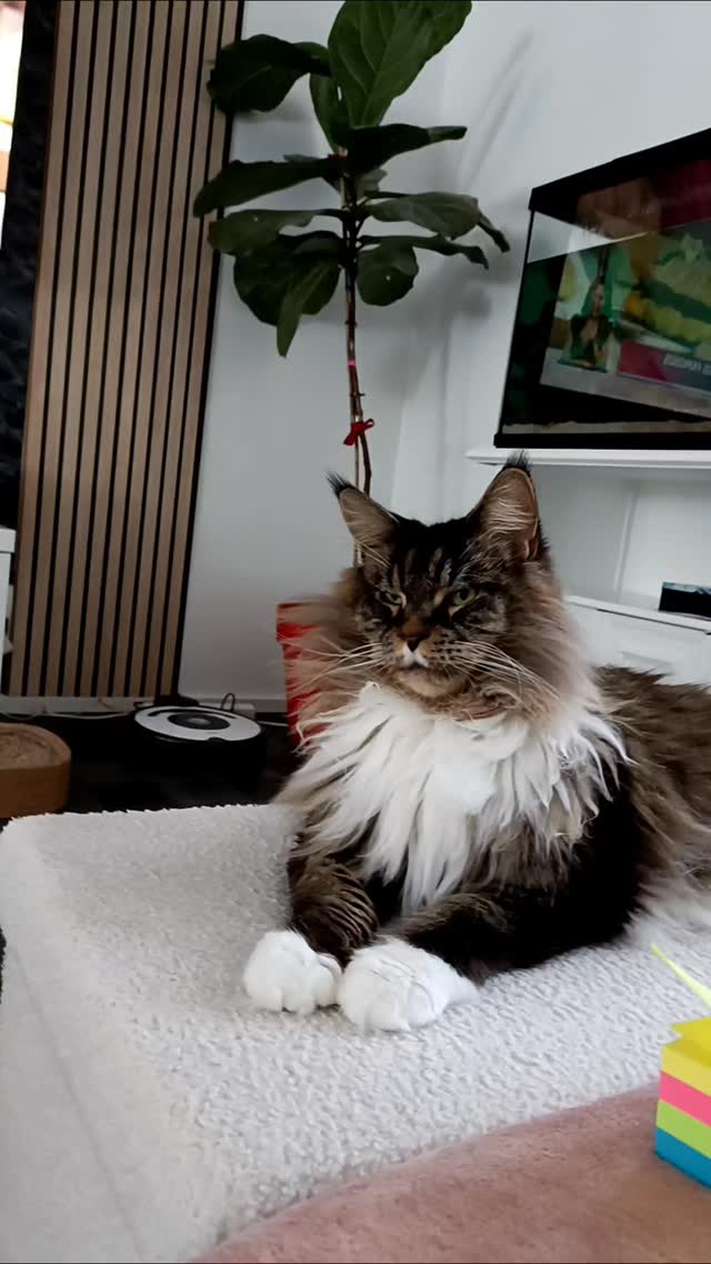 widloro's tweet photo. É uma chiqueza esta Tekas😹😺😻🩷💗🐈 https://t.co/KxexkVBvQz