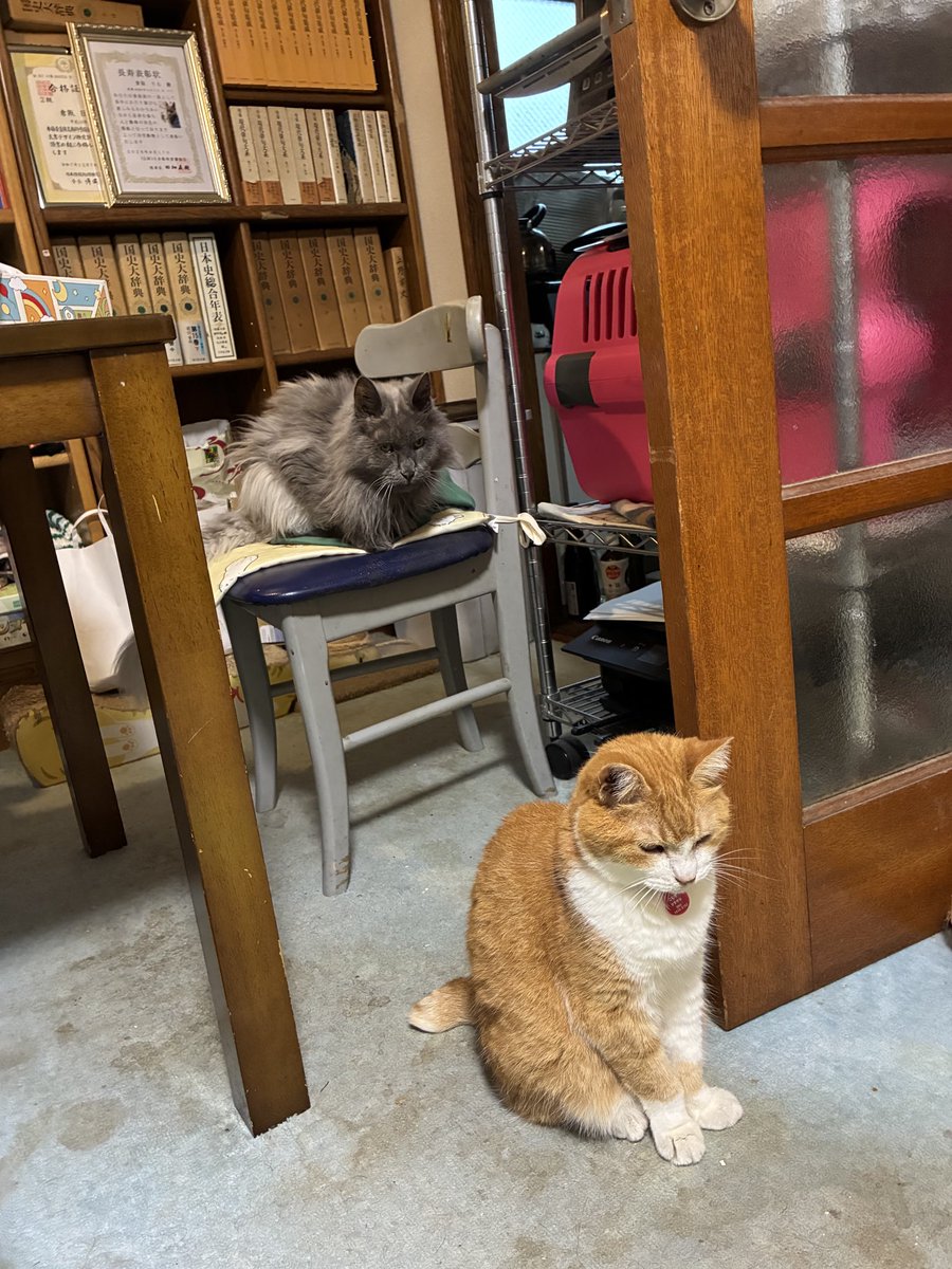 kramiko7's tweet photo. 20歳6か月には見えないりるちゃんと、15歳4か月には見えないこむぎちゃん https://t.co/r9RGvys6zw