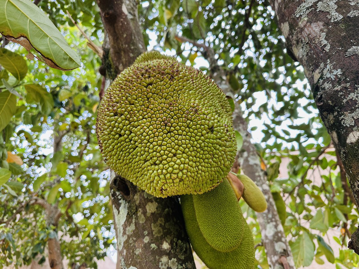 diharagirimana's tweet photo. Farmers can lose significant value when they harvest without considering maturity and market requirements. Learn the right harvesting stage and handle produce carefully from field to market. https://t.co/hutj1fEsnp