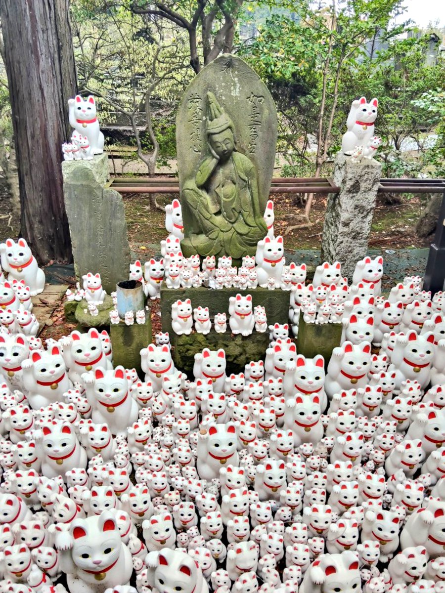 kotsu2_work's tweet photo. #招き猫の日
豪徳寺の招き猫さまたち。
今年の3月に小雨の中、参拝。
半円に並んでるの、めっちゃ好き。
招き猫車両にも乗れてラッキーだった。もう半年も前かー。早いな。 https://t.co/1UwylVjojG