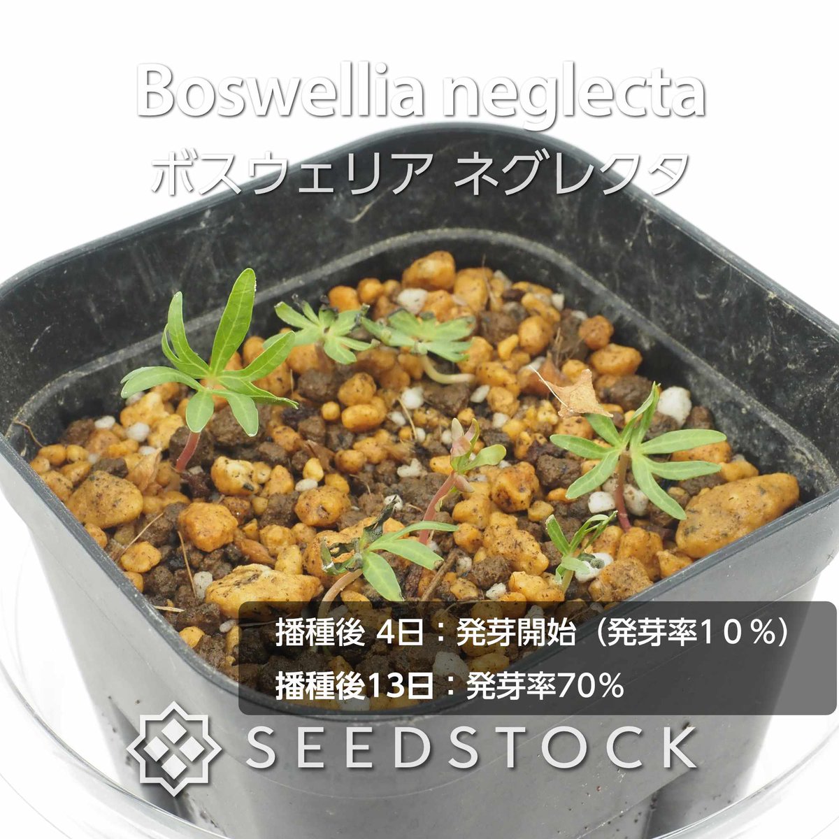 seedstock_jp's tweet photo. こんにちはburuです☀️
本日ご紹介するのは、 ボスウェリア ネグレクタです🌱

荒々しく剥がれる樹皮と繊細な小さな葉のコントラストがとても魅力的な植物です✨過酷な自生地を耐え抜くために根元が太く膨らむ塊根植物で、樹液からは神聖な香料フランキンセンスが採れることでも知られています。

蒔いてから4日目には発芽が始まるほど成長の動きが早く、育てる楽しみをすぐに味わえます！芽吹く感動をぜひご自身の手で体感してみてください☺️✨

#園芸 #bonsai #ボスウェリア #ネグレクタ #塊根植物 #ビザールプランツ #植物好きと繋がりたい