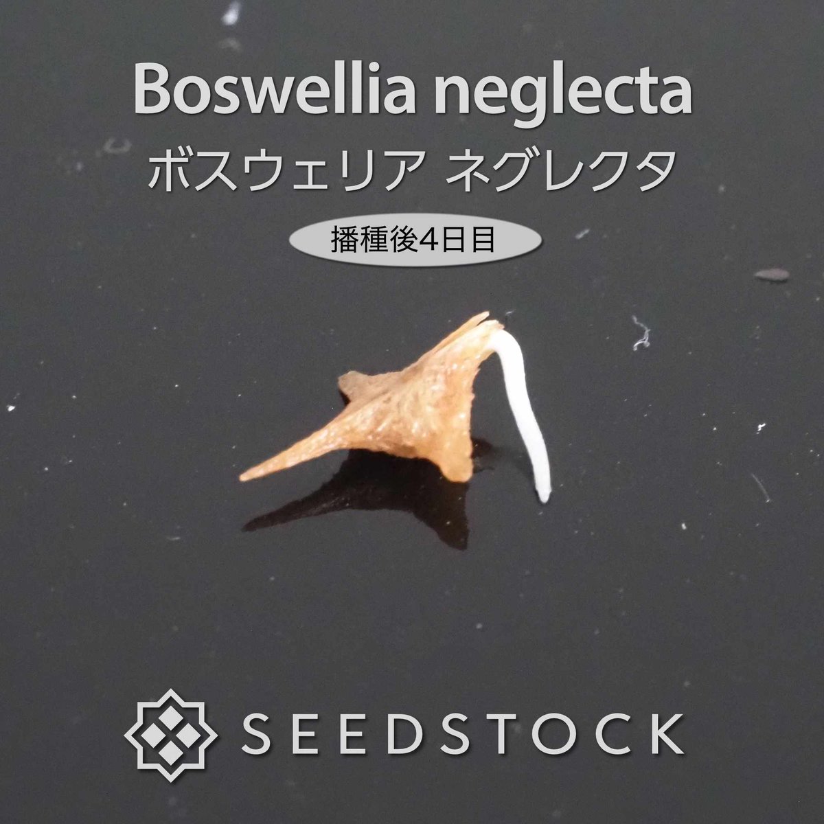 seedstock_jp's tweet photo. こんにちはburuです☀️
本日ご紹介するのは、 ボスウェリア ネグレクタです🌱

荒々しく剥がれる樹皮と繊細な小さな葉のコントラストがとても魅力的な植物です✨過酷な自生地を耐え抜くために根元が太く膨らむ塊根植物で、樹液からは神聖な香料フランキンセンスが採れることでも知られています。

蒔いてから4日目には発芽が始まるほど成長の動きが早く、育てる楽しみをすぐに味わえます！芽吹く感動をぜひご自身の手で体感してみてください☺️✨

#園芸 #bonsai #ボスウェリア #ネグレクタ #塊根植物 #ビザールプランツ #植物好きと繋がりたい