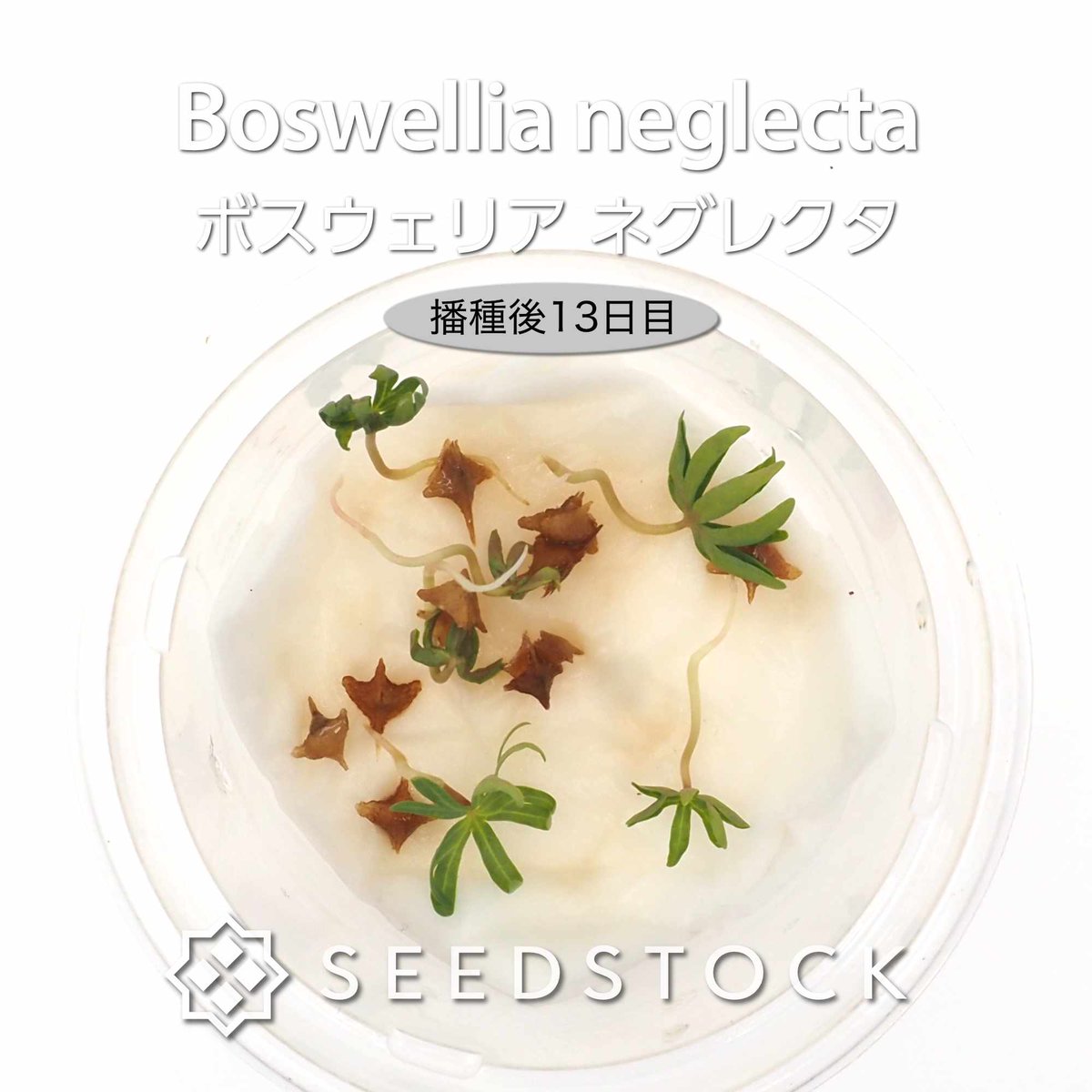 seedstock_jp's tweet photo. こんにちはburuです☀️
本日ご紹介するのは、 ボスウェリア ネグレクタです🌱

荒々しく剥がれる樹皮と繊細な小さな葉のコントラストがとても魅力的な植物です✨過酷な自生地を耐え抜くために根元が太く膨らむ塊根植物で、樹液からは神聖な香料フランキンセンスが採れることでも知られています。

蒔いてから4日目には発芽が始まるほど成長の動きが早く、育てる楽しみをすぐに味わえます！芽吹く感動をぜひご自身の手で体感してみてください☺️✨

#園芸 #bonsai #ボスウェリア #ネグレクタ #塊根植物 #ビザールプランツ #植物好きと繋がりたい