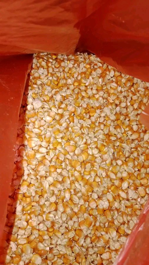 Optimismking's tweet photo. For the last Time...this corn is not for humans.

This is animal feed.
Be guided. https://t.co/Mr9Nhzw2Mg