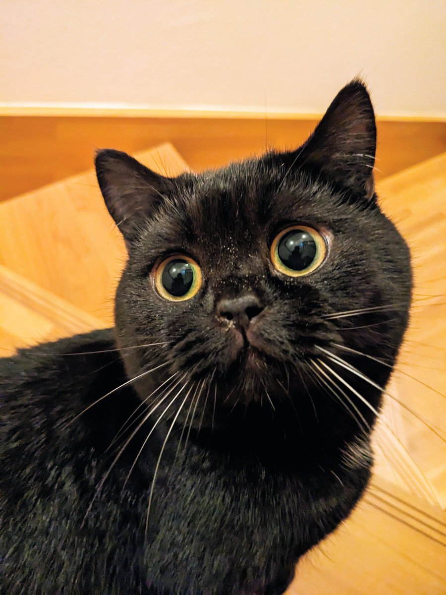 coco_bks09's tweet photo. 白いおひげ

#猫のいる幸せ
#猫のいる暮らし
#猫好きさんと繋がりたい
#黒猫 https://t.co/rDul78V350