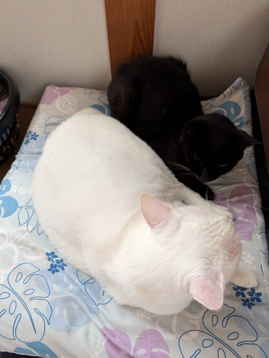 pikako1029's tweet photo. ずっと雨
さぶいらしい
今秋ひっついてんの初めて見た

#黒猫さん
#青目白猫さん
#猫のいる幸せ
#猫のいる暮らし https://t.co/JISaFuSQOQ