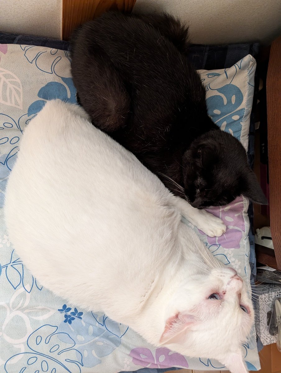 pikako1029's tweet photo. ずっと雨
さぶいらしい
今秋ひっついてんの初めて見た

#黒猫さん
#青目白猫さん
#猫のいる幸せ
#猫のいる暮らし https://t.co/JISaFuSQOQ