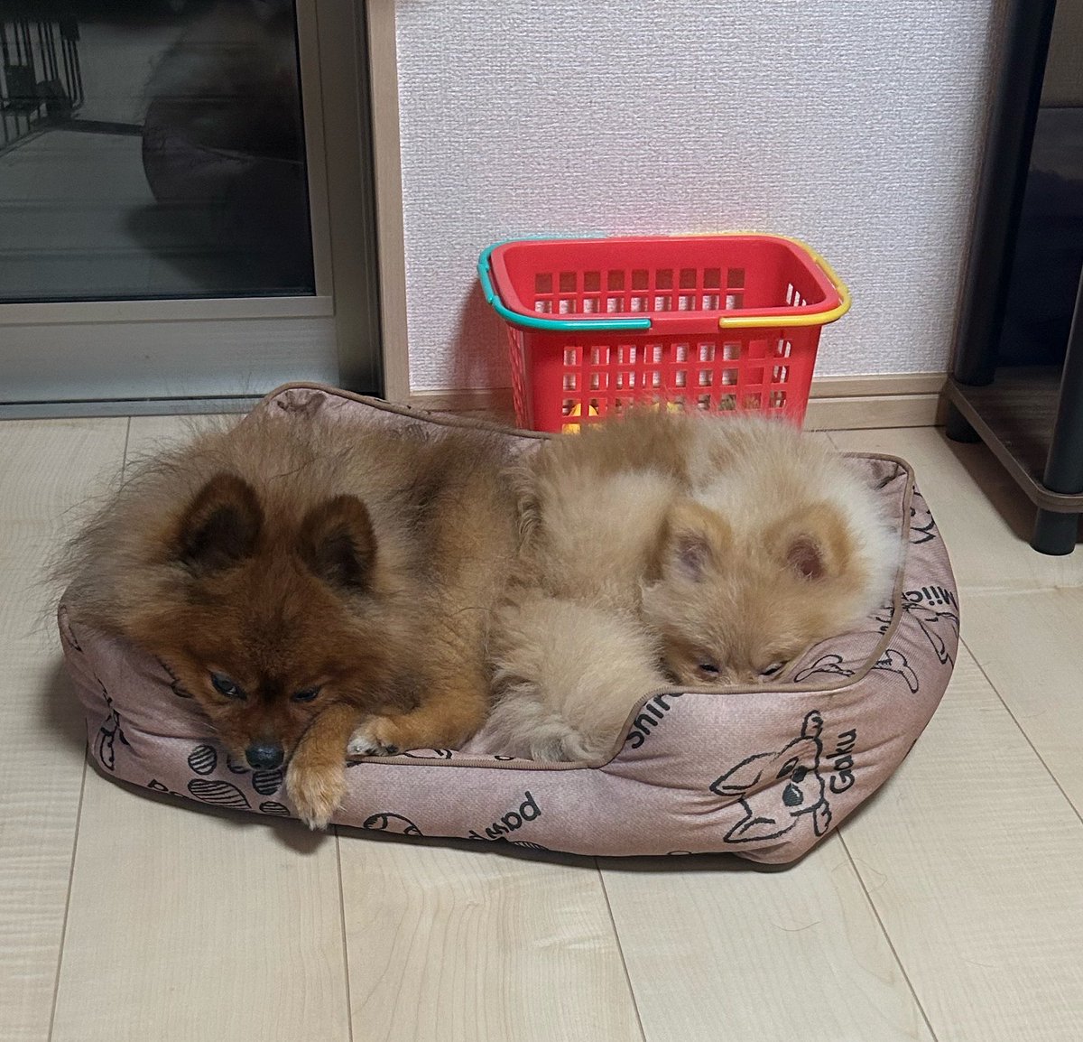 Pokopoyo9's tweet photo. ベッドが3つあるのに
なぜ同じベッド🐶🐶👶
#ポメラニアン #犬 https://t.co/lAme3jVox7
