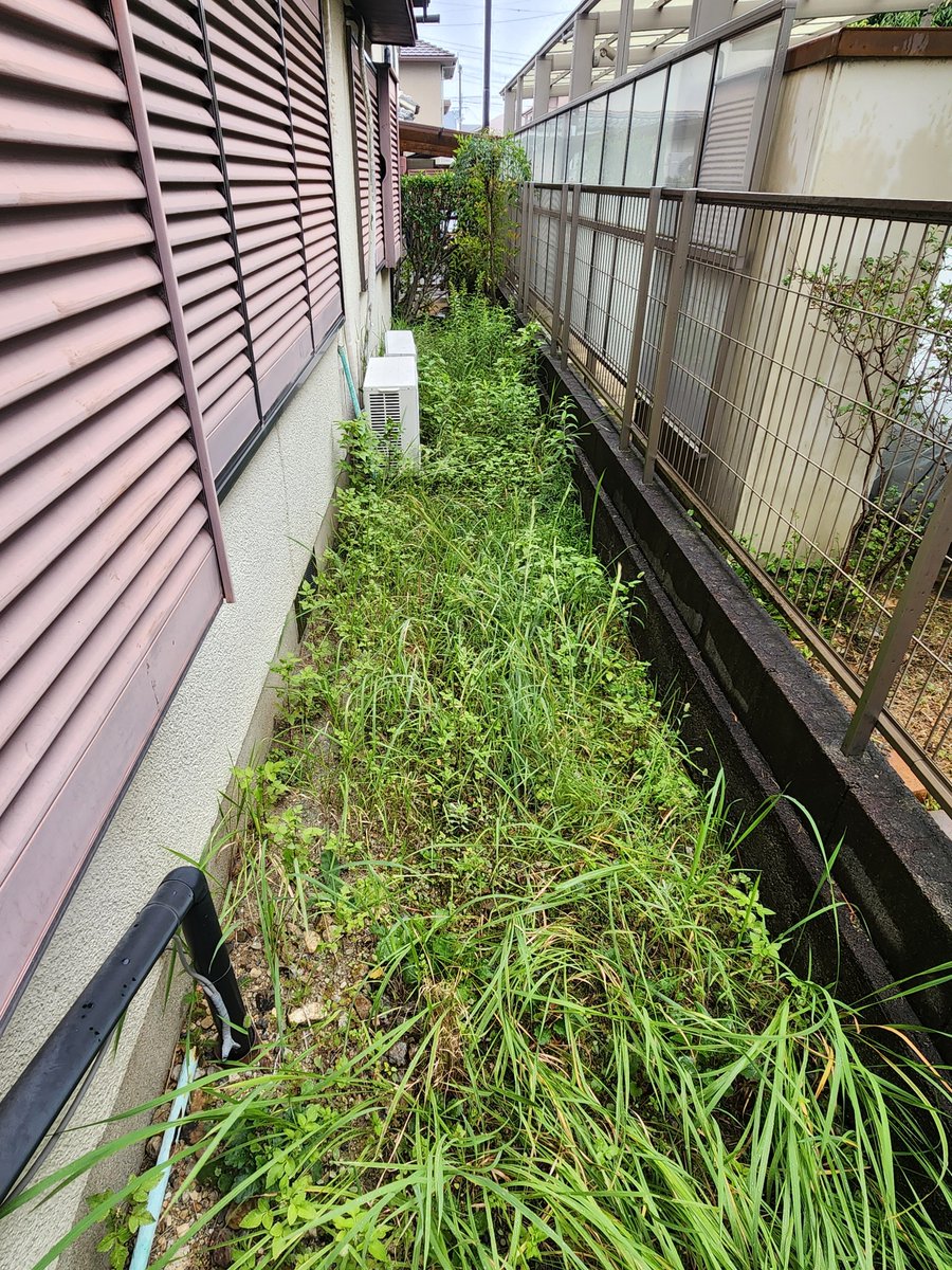 Sukettosani's tweet photo. 近く草刈り、枝切りをしますが。
最近いい加減に雨降り止めて～となっています。

雨も必要な時は必要ですが、最近の気候は本当におかしくなっていると感じます。

皆様お気をつけ下さい https://t.co/oAcFlY5k2C
