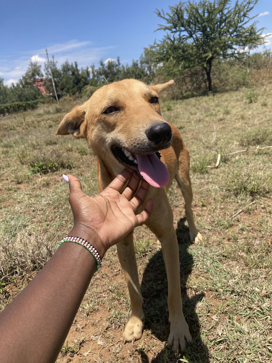 Chepstaki's tweet photo. Sun, grass, and a happy dog. That's enough💯 https://t.co/2zQTfqaabz