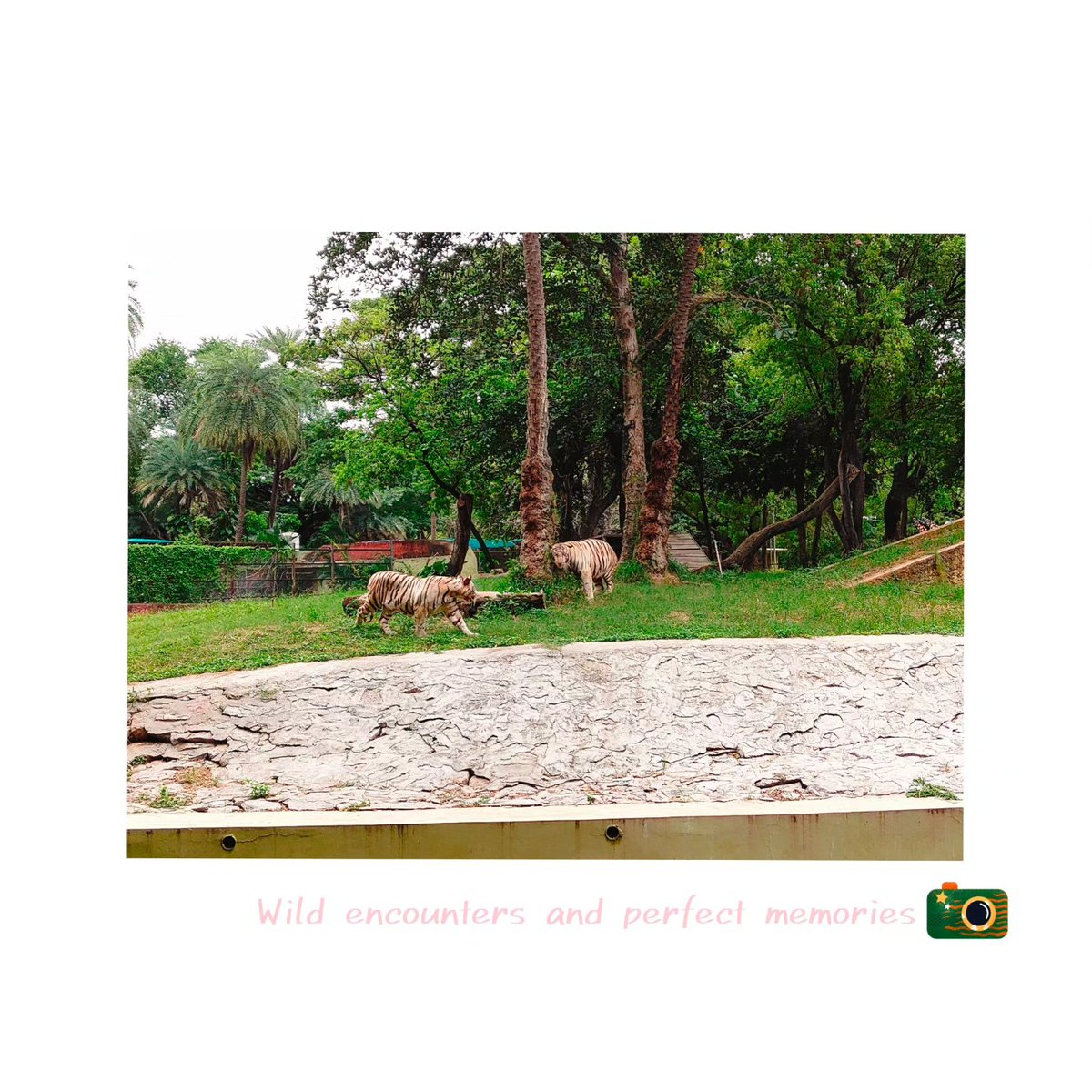 CleisonRBazzi's tweet photo. Hello, animal world! 🐒🦍🐅🦁 https://t.co/vnofEajbua