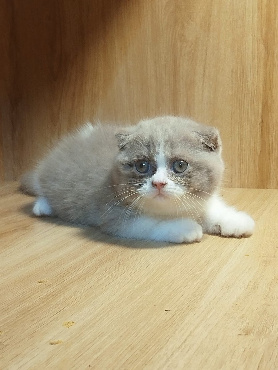JoyFairbai93's tweet photo. 言葉にでき��い純粋な衝動が少しずつ角を丸くして、また別の静寂へと溶け込んでいく過程を、ただ見守るように受け入れていくよ。 https://t.co/iyQXJZns8F