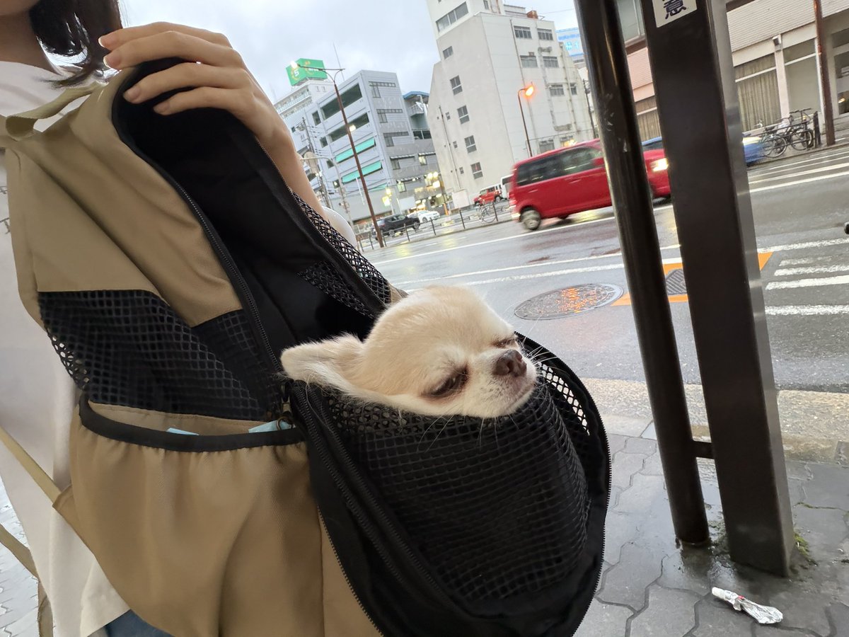 tofu_0126's tweet photo. バス待ちわわ https://t.co/ltFcrkcHWH